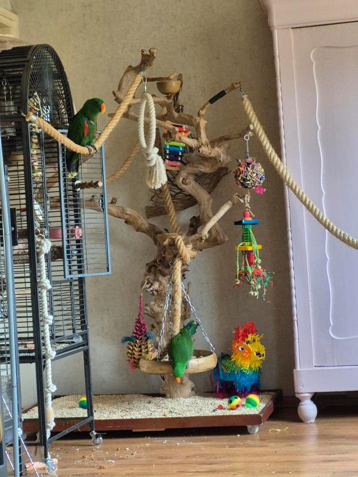 Javaboom, groot, papegaaien, Dieren en Toebehoren, Vogels | Toebehoren, Speelgoed, Ophalen of Verzenden