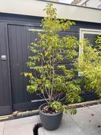 Portugese laurier in pot, Bloeit niet, Halfschaduw, Overige soorten, 100 tot 250 cm