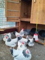 Sussex krielen wit/zwart Columbia, Dieren en Toebehoren, Pluimvee, Vrouwelijk, Kip