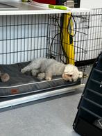 Hondenbench van omlet, Ophalen of Verzenden, Zo goed als nieuw, Minder dan 65 cm