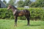 Hengstveulen dressuur, Dieren en Toebehoren, Paarden, Minder dan 160 cm, Niet van toepassing, Dressuurpaard, 0 tot 2 jaar
