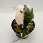 Alocasia Polly Snowflake Albo/Pink Variegata, Huis en Inrichting, Kamerplanten, Verzenden, Halfschaduw, Minder dan 100 cm
