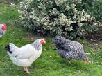 Jonge hennen 17 weken, Dieren en Toebehoren, Pluimvee, Vrouwelijk, Kip