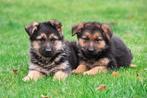 Gezocht: Duitse Herder pups vanaf eind mei, Dieren en Toebehoren, Honden | Herdershonden en Veedrijvers, Teef, 8 tot 15 weken