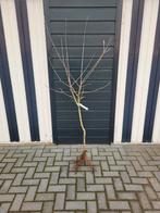 B keus appelbomen in verschillende soorten!, Lente, Ophalen of Verzenden, Appelboom, Halfschaduw