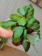 Maranta silverband, Huis en Inrichting, Kamerplanten, Ophalen, Halfschaduw, Minder dan 100 cm