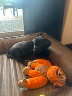 Labrador pup, Dieren en Toebehoren, CDV (hondenziekte), 8 tot 15 weken, Teef, Labrador retriever