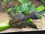 Prachtige Zeilvin pleco 10-15 cm, Dieren en Toebehoren, Vissen | Aquariumvissen, Vis, Zoetwatervis