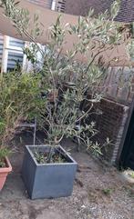 Mooie olijfboom in bak - 2 meter hoog, Tuin en Terras, Planten | Bomen, Bloeit niet, 100 tot 250 cm, Olijfboom, Ophalen