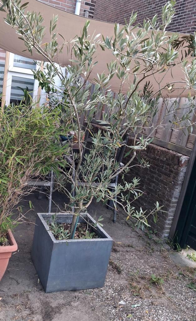 Mooie olijfboom in bak - 2 meter hoog, Tuin en Terras, Planten | Bomen, Olijfboom, 100 tot 250 cm, Volle zon, Bloeit niet, In pot