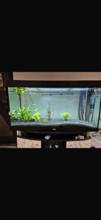 Aquarium te koop, Dieren en Toebehoren, Ophalen, Leeg aquarium