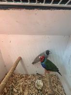 Gould amadine split cinnamon x cinnamon blauw, Dieren en Toebehoren, Vogels | Overige Vogels, Meerdere dieren
