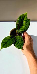 Hoya callistophylla – babyplant, Ophalen of Verzenden, Overige soorten, Minder dan 100 cm