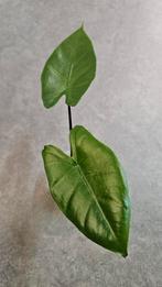 Alocasia Macrorrhiza Black Stem, Ophalen of Verzenden, Halfschaduw, Minder dan 100 cm