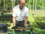 graskarper, graskarpers van 50/70 cm vanaf 30 € per stuk., Karper of Koi