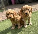 Cockapoo pups | Engelse Cocker Spaniel x Dwergpoedel, Dieren en Toebehoren, Nederland, Overige rassen, CDV (hondenziekte), 8 tot 15 weken