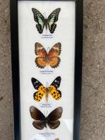 Opgezette vlinders in lijst, Ophalen of Verzenden, Zo goed als nieuw, Insect, Opgezet dier