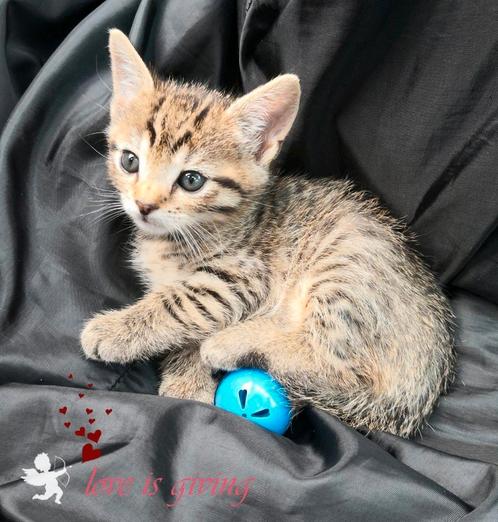 Mooiste kittens Eu x Ragdoll 💥, Dieren en Toebehoren, Katten en Kittens | Overige Katten, Kortharig, Meerdere dieren, 0 tot 2 jaar