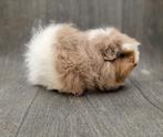 Cavia ch-teddy zeugjes, Dieren en Toebehoren, Cavia, April, Vrouwelijk, Tam