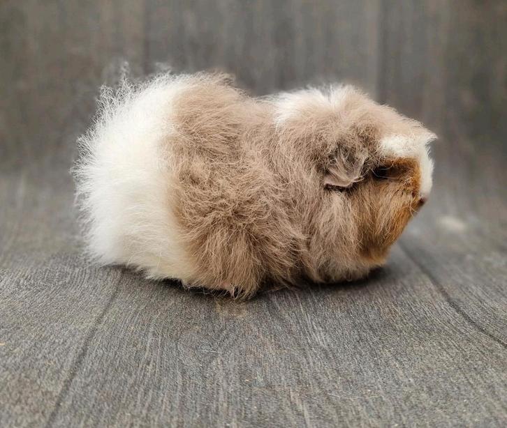 Cavia ch-teddy zeugjes, Dieren en Toebehoren, Knaagdieren, Vrouwelijk, Cavia, April, Tam
