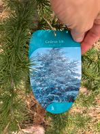 Cedrus lib. Glauca - Blauwe Atlasceder 2m, Bloeit niet, Overige soorten, 100 tot 250 cm, Ophalen