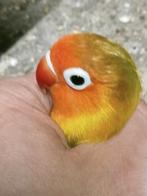 Prachtige brr agapornis fisheri split lutino man met dna, Mannelijk, Dwergpapegaai of Agapornis, Geringd