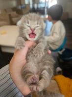 Kittens te koop, Dieren en Toebehoren