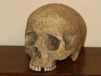 realistische REPLICA Schedel mens, Skull anatomie DELUXE #56, Antiek en Kunst, Curiosa en Brocante, Ophalen of Verzenden