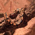 Verschillende pythons, Dieren en Toebehoren, Reptielen en Amfibieën, Slang