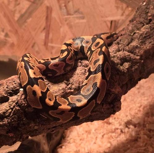 Verschillende pythons, Dieren en Toebehoren, Reptielen en Amfibieën, Slang