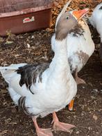 Ganzen te koop, Gans of Zwaan
