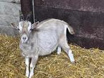 Toggenburger bok, Dieren en Toebehoren, Schapen, Geiten en Varkens, Mannelijk, Geit, 0 tot 2 jaar