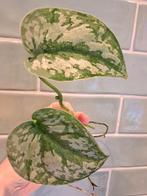 Kamerplant | Zilverrank / Scindapsus, Ophalen, Halfschaduw, Minder dan 100 cm