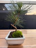 Pre bonsai Pinus thunbergii, In pot, Bloeit niet, Halfschaduw, Minder dan 100 cm