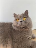 Poes Britse langhaar te koop, Dieren en Toebehoren, Poes, Ontwormd, 3 tot 5 jaar