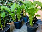 Hosta met witte bloemen, Ophalen, Zomer, Overige soorten, Halfschaduw