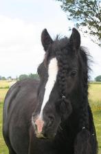 Hele lieve tinker merrie, Dieren en Toebehoren, Pony's, Merrie, Niet van toepassing, C pony (1.27m tot 1.37m), 11 jaar of ouder