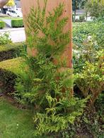 Thuja occidentalis Brabant., Ophalen, Bloeit niet, Overige soorten, Volle zon