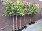 Photinia Camilvy Leiboom - Wintergroen en Bladhoudend., Tuin en Terras, Planten | Bomen, In pot, Leiboom, Ophalen of Verzenden