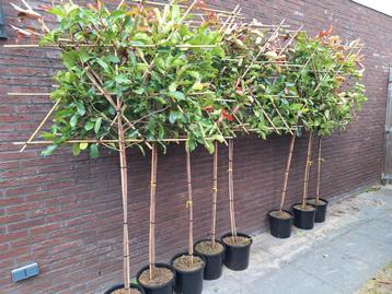 Photinia Camilvy Leiboom - Wintergroen en Bladhoudend. beschikbaar voor biedingen