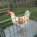 Marans en auraucana hanen, Mannelijk, Kip