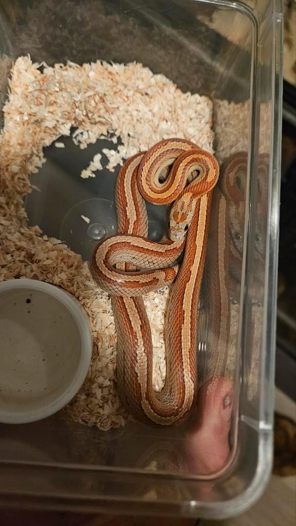 Pinstripe motley rattenslang 1.0