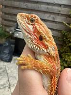 Oranje geel gekleurde baardagaam man, Dieren en Toebehoren, Reptielen en Amfibieën, Hagedis, 0 tot 2 jaar