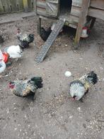 3 hanen gratis afhalen, Dieren en Toebehoren, Pluimvee, Mannelijk, Kip