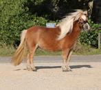 Te koop 7 super knappe shetlander en een haflinger ruin, Ruin, A pony (tot 1.17m), Recreatiepony, Gechipt