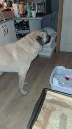 Lieve Anatolische herdershond (Kangal) reu 2 jaar oud!, Reu, 1 tot 2 jaar, Eén hond, Herder