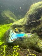 Fancy guppy guppies, Dieren en Toebehoren, Vis