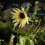 Zonnebloem - Debilis (minatuur zonnebloem), Ophalen of Verzenden, Voorjaar, Volle zon, Zaad