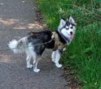 Pomsky (teefje) – 9 maanden – zoekt nieuw huisje, Dieren en Toebehoren, Honden | Poolhonden, Keeshonden en Oertypen, 15 weken tot 1 jaar