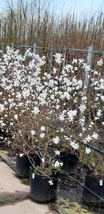 AANBIEDING Schitterende Magnolia struiken, Tuin en Terras, Planten | Bomen, Lente, Overige soorten, Volle zon, Ophalen of Verzenden